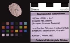 Foto (Objekt + Etiketten) von Decapoda indet. (lobster) (NHMW-GEO-1990-0041-0208b)